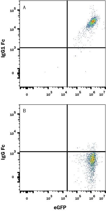 Detection of IgG Fc antibody in Mouse B7-H1/PD-L1 Fc Chimera Bound to HEK293 Human Cell Line Transfected with Mouse PD-1 and eGFP antibody by Flow Cytometry.