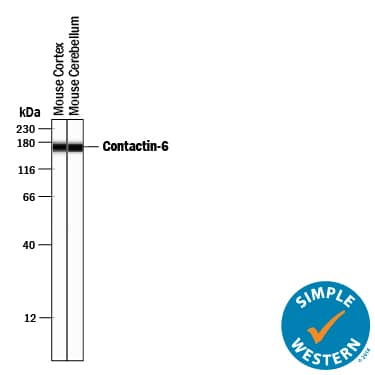 Detection of Sheep IgG Primary Antibody by Simple WesternTM.