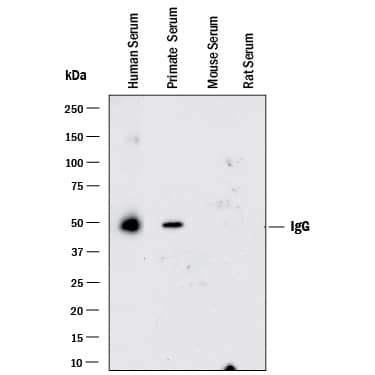 Detection of Human and Primate IgG antibody by Western Blot.