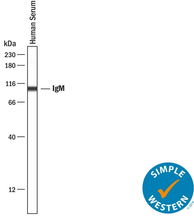 Detection of Human IgM antibody by Simple WesternTM.