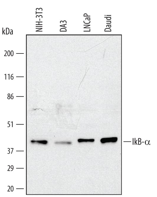 Detection of Human/Mouse IkB-a antibody by Western Blot.