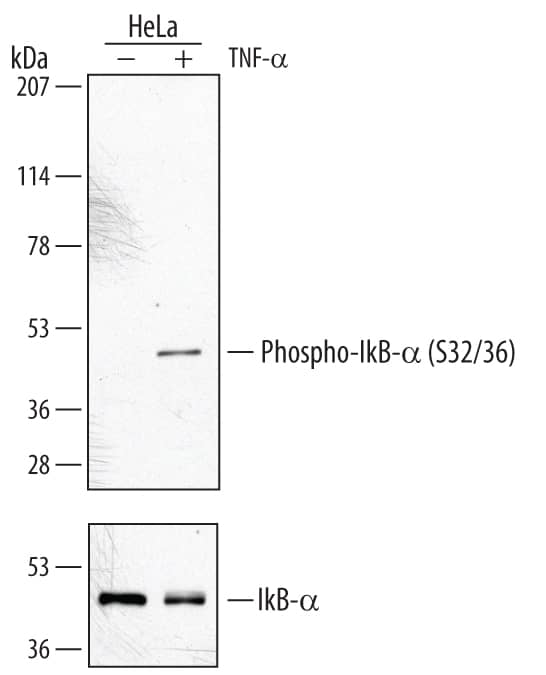 Detection of Human Phospho-IkB-a (S32/S36) antibody by Western Blot.