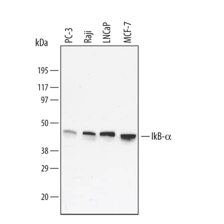 Detection of Human IkB-a antibody by Western Blot.