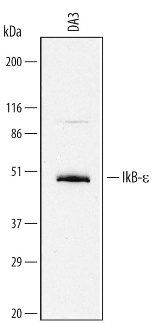 Detection of Mouse IkB-e antibody by Western Blot.