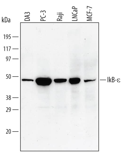 Detection of Human IkB-e antibody by Western Blot.