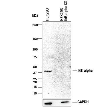 Western Blot Shows Human IkB-a Antibody Specificity by Using Knockout Cell Line.