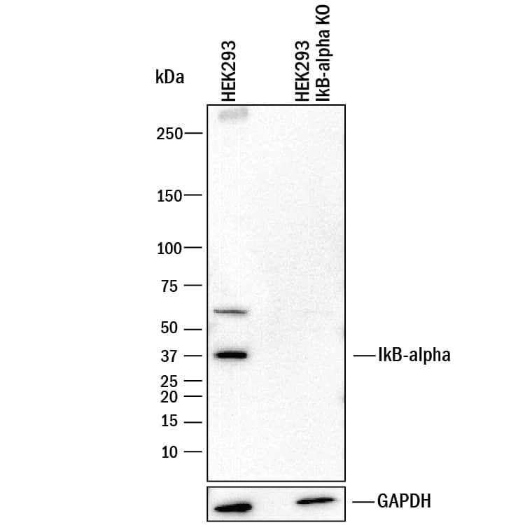 Western Blot Shows Human IkB-a Antibody Specificity by Using Knockout Cell Line.