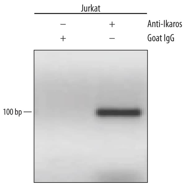 Detection of Ikaros-regulated Genes antibody by Chromatin Immunoprecipitation.