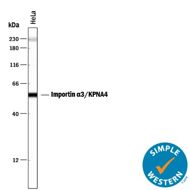 Detection of Human Importin a3/KPNA4 antibody by Simple WesternTM.
