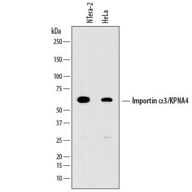 Detection of Human Importin a3/KPNA4 antibody by Western Blot.