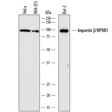 Detection of Human, Mouse, and Rat Importin  beta/KPNB1 antibody by Western Blot.