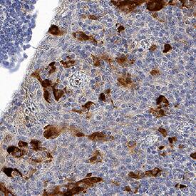 Indoleamine 2,3-dioxygenase/IDO antibody in Human Tonsil Tissue by Immunohistochemistry (IHC-P).