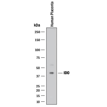 Detection of Human Indoleamine 2,3-dioxygenase/IDO antibody by Western Blot.