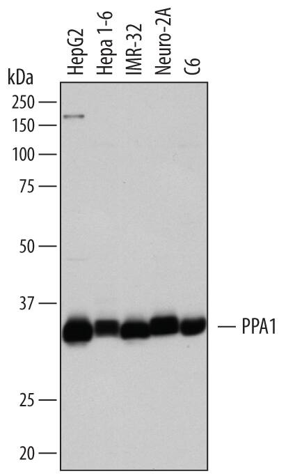 Detection of Human, Mouse, and Rat Inorganic Pyrophosphatase/PPA1 antibody by Western Blot.