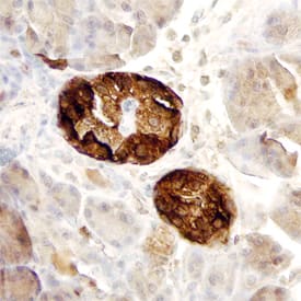 C-Peptide antibody in Human Pancreas by Immunohistochemistry (IHC-P).
