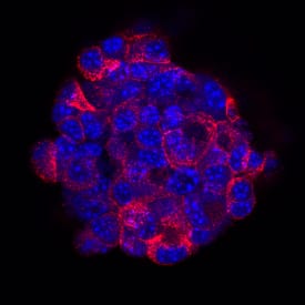 Insulin antibody in  betaTC-6 Mouse Cell Line by Immunocytochemistry (ICC).