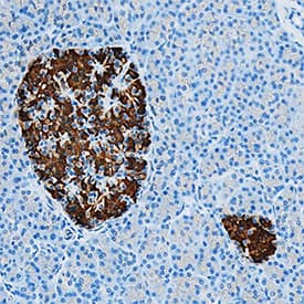 C-Peptide antibody in Human Pancreas by Immunohistochemistry (IHC-P).