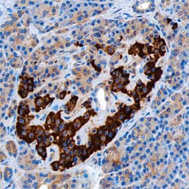 Insulin antibody in Human Pancreas by Immunohistochemistry (IHC-P).