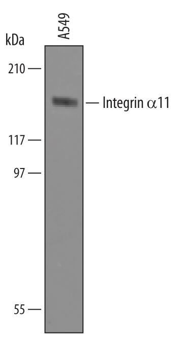 Detection of Human Integrin a11 antibody by Western Blot.