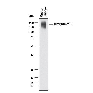 Detection of Mouse Integrin a11 antibody by Western Blot.