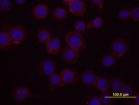 Integrin a4/CD49d antibody in U937 Human Cell Line by Immunocytochemistry (ICC).