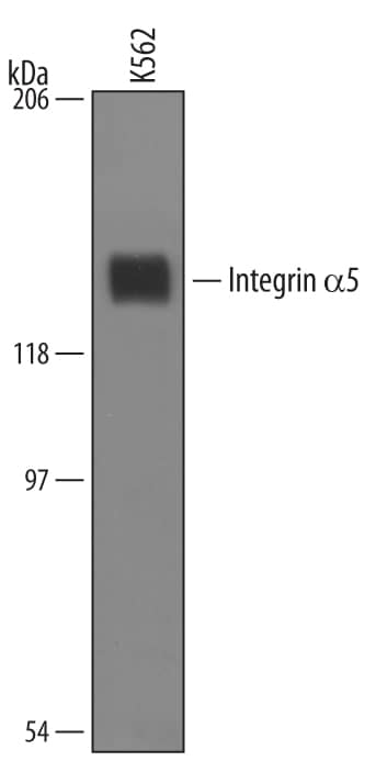 Detection of Human Integrin a5/CD49e antibody by Western Blot.