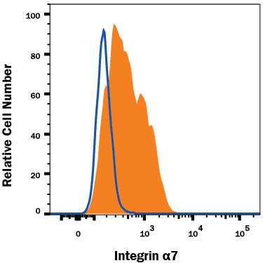 Detection of Integrin a7 antibody in C2C12 Mouse Cell Line antibody by Flow Cytometry.