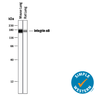 Detection of Mouse and Rat Integrin a8 antibody by Simple WesternTM.