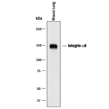 Detection of Mouse Integrin a8 antibody by Western Blot.