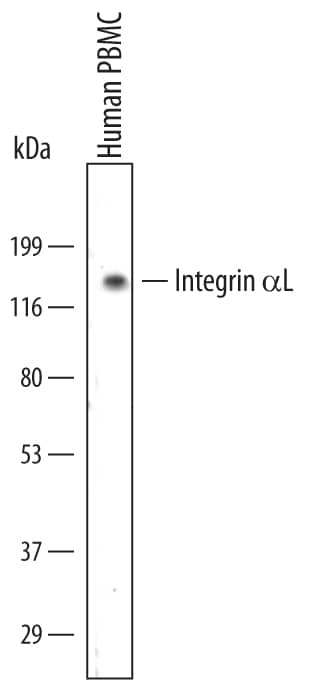 Detection of Human Integrin aL/CD11a antibody by Western Blot.