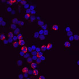 CD11b/Integrin aM antibody in Human PBMCs by Immunocytochemistry (ICC).