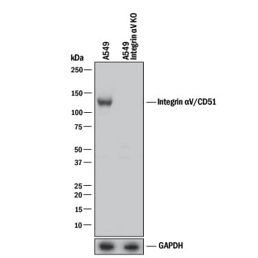 Western Blot Shows Human Integrin aV/CD51 Antibody Specificity by Using Knockout Cell Line.