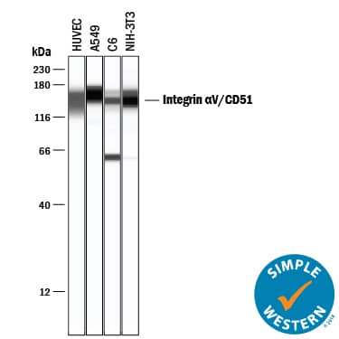 Detection of Human, Mouse, and Rat Integrin aV/CD51 antibody by Simple WesternTM.