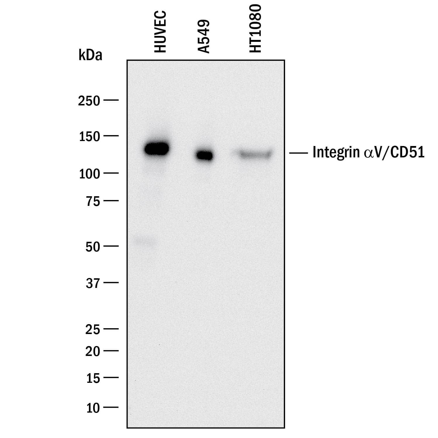 Detection of Human Integrin aV/CD51 antibody by Western Blot.