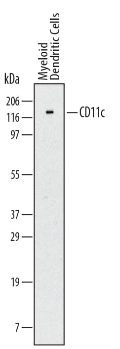 Detection of Human CD11c antibody by Western Blot.