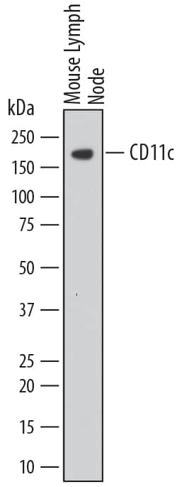 Detection of Mouse CD11c antibody by Western Blot.