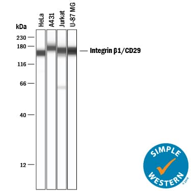 Detection of Human Integrin  beta1/CD29 antibody by Simple WesternTM.