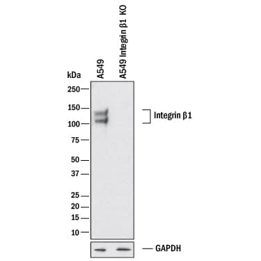 Western Blot Shows Human Integrin  beta1/CD29 Antibody Specificity by Using Knockout Cell Line.