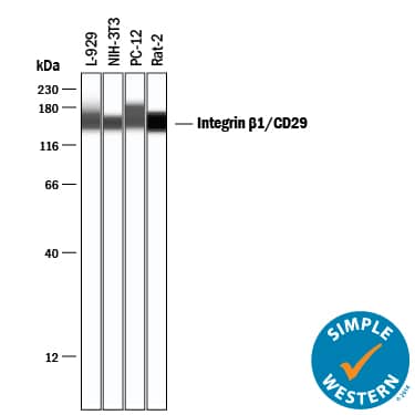 Detection of Mouse and Rat Integrin  beta1/CD29 antibody by Simple WesternTM.