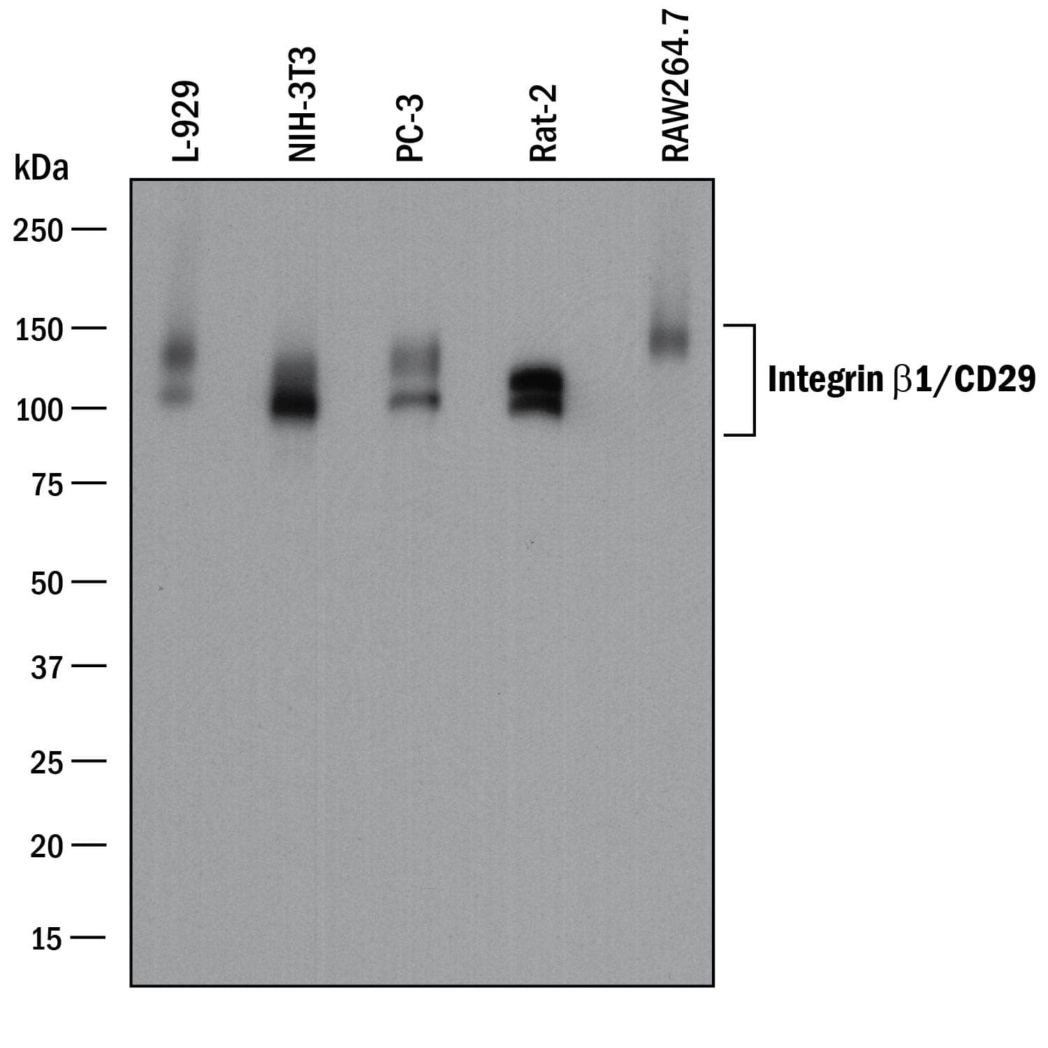 Detection of Mouse and Rat Integrin  beta1/CD29 antibody by Western Blot.