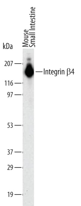 Detection of Mouse Integrin  beta4/CD104 antibody by Western Blot.