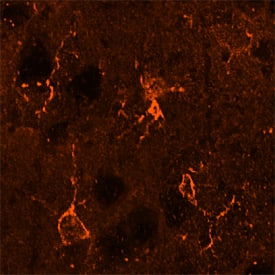 Integrin  beta5 antibody in Mouse Brain by Immunohistochemistry (IHC-Fr).
