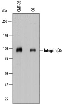 Detection of Mouse and Rat Integrin  beta5 antibody by Western Blot.