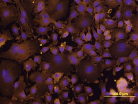 Integrin  beta6 antibody in XB2 Mouse Cell Line by Immunocytochemistry (ICC).