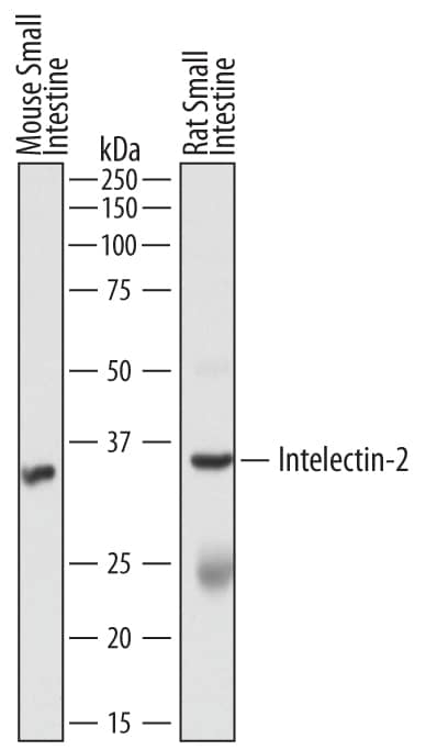 Detection of Mouse and Rat Intelectin-2 antibody by Western Blot.