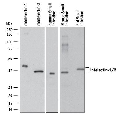 Detection of Human, Mouse, and Rat Intelectin-1/2 antibody by Western Blot.