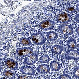 Intelectin-1/2 antibody in Human Small Intestine by Immunohistochemistry (IHC-P).