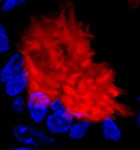 Intelectin-1/2 antibody in Human Ileum Air-Liquid Interface by Immunohistochemistry (IHC-P).