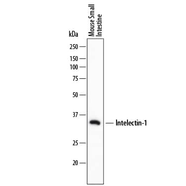 Detection of Mouse Intelectin-1/Omentin antibody by Western Blot.