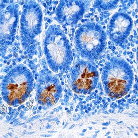 Intelectin-2 antibody in Human Colon by Immunohistochemistry (IHC-P).